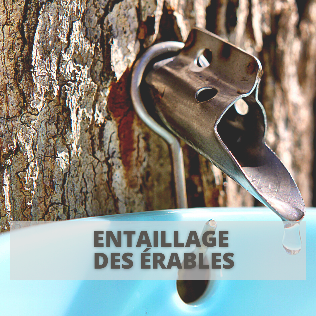 Entaillage des érables Parcours Formation | Entaillage des érables | Érable entallé